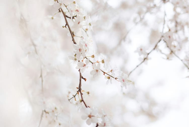 The Journey to Healing: Nurturing Your Well-Being and Embracing Life
